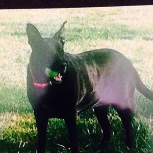 Meet your Posher, Lisa